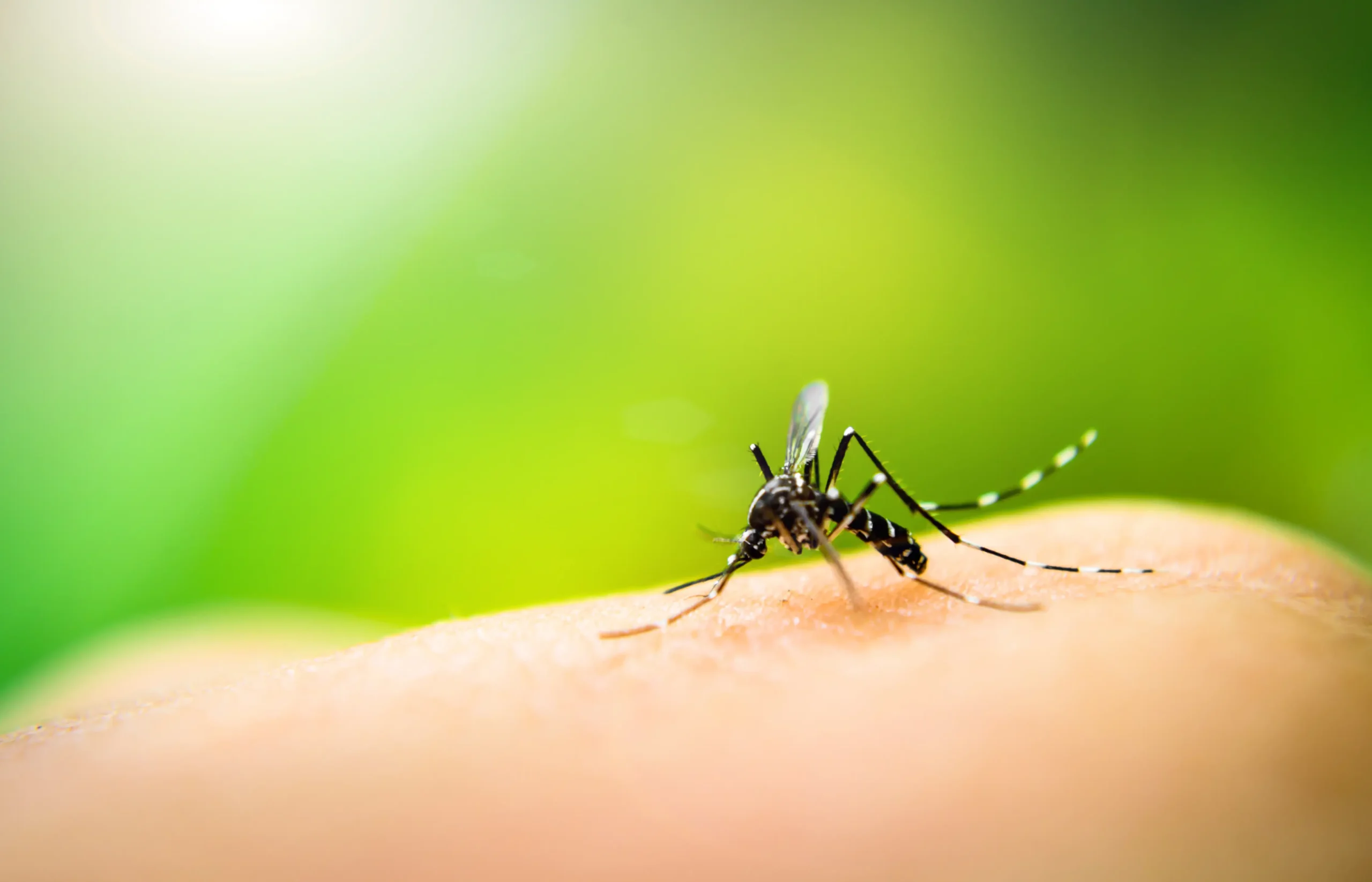 A mosquito on a person's finger - Keep mosquitoes away from your home with Florida Pest Control in Gainesville FL