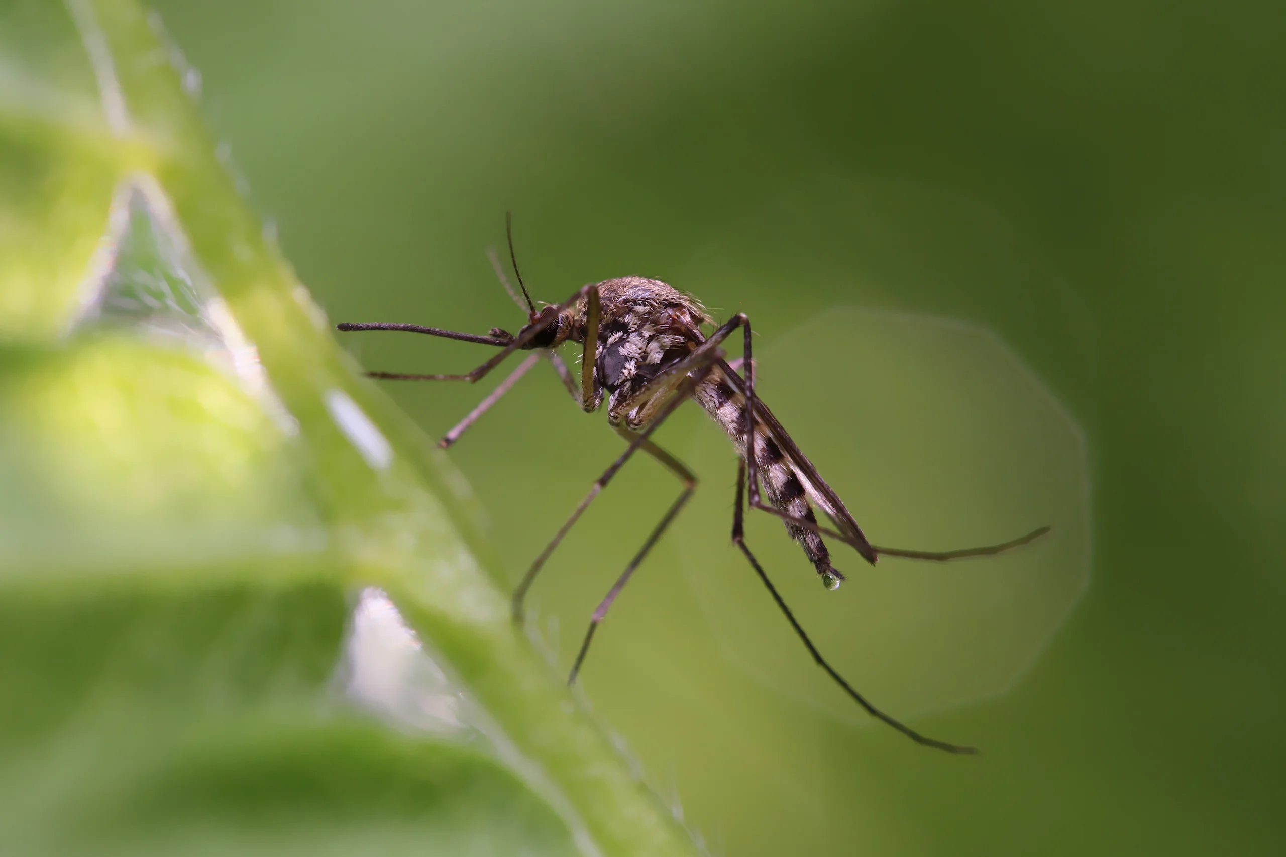 A stripped mosquito on a leaf - Keep mosquitoes away from your home with Florida Pest Control in Gainesville FL