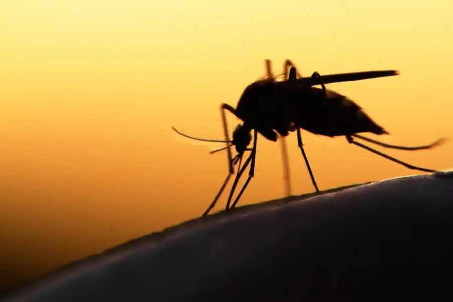 A silhouette of a mosquito at dusk - Keep mosquitoes away from your home with Florida Pest Control in Gainesville FL