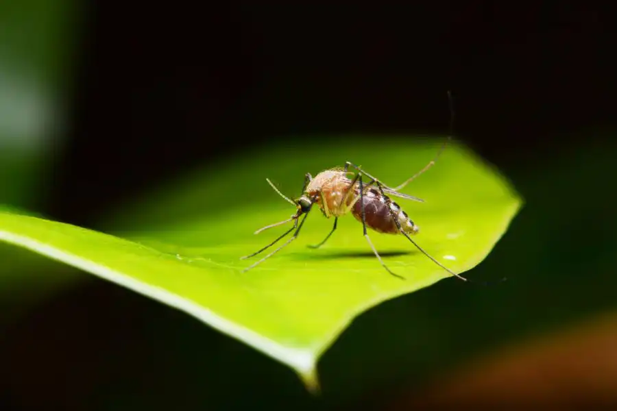 A brown mosquito on a green leaf - Keep mosquitoes away from your home with Florida Pest Control in Gainesville FL