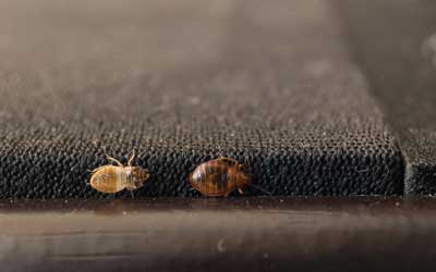 Bed bugs crawling long the perimeter of a mattress - Florida Pest Control, Gainesville FL