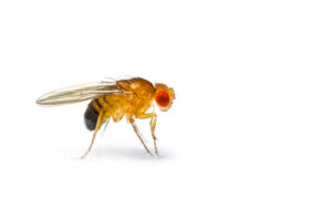 Single fruit fly (drosophila melanogaster) on white background