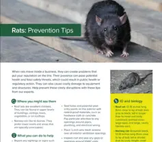 Rats Prevention Tips