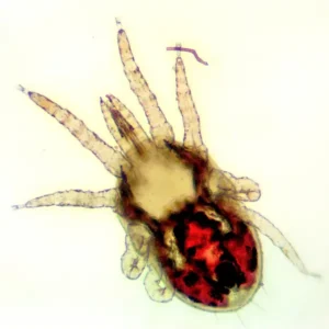 Bird Mite