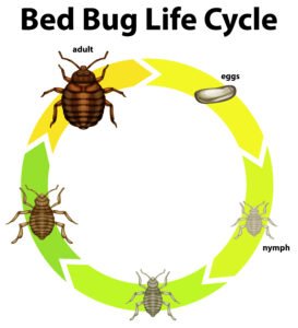 Diagram showing life cycle of bed bug illustration