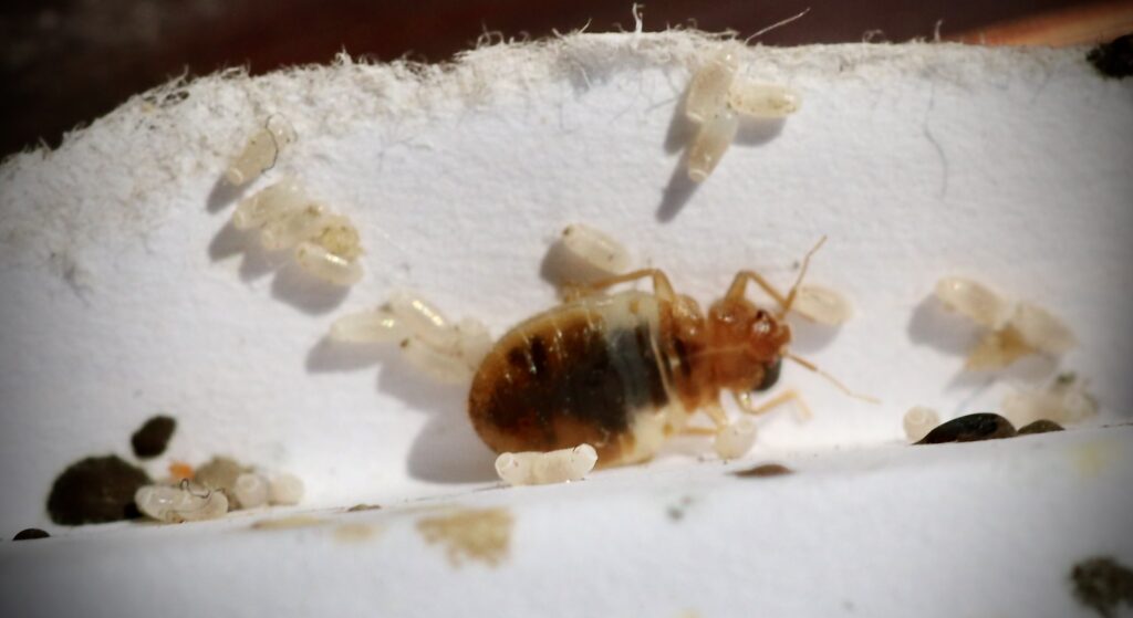 Bed Bugs