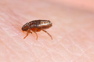 Dog flea (Ctenophalides canis) biting and drinking blood on human skin.