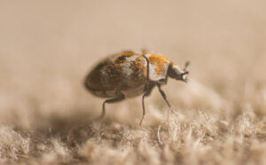 Carpet beetle