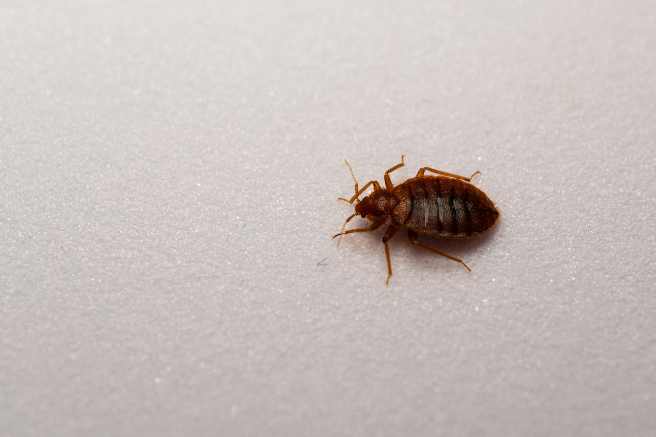 Bed bug against a white background