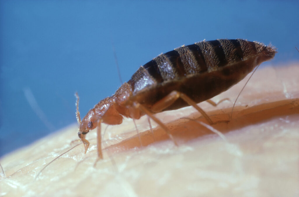 Bed bug cimex