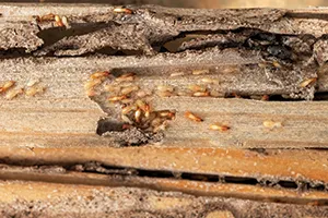 termite swarmers