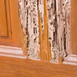 Termite damage on kitchen cabinet doors.