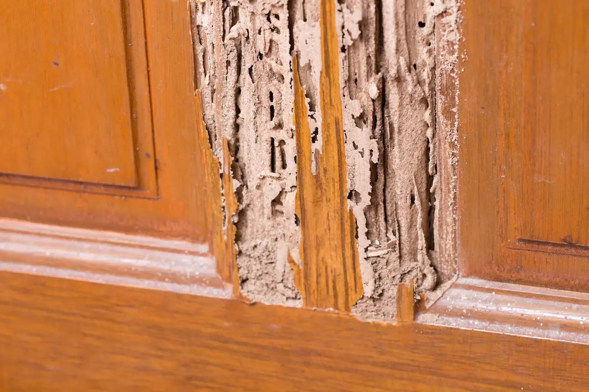 Termite damage on kitchen cabinet doors.