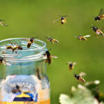 Wasps around a honey jar in summer