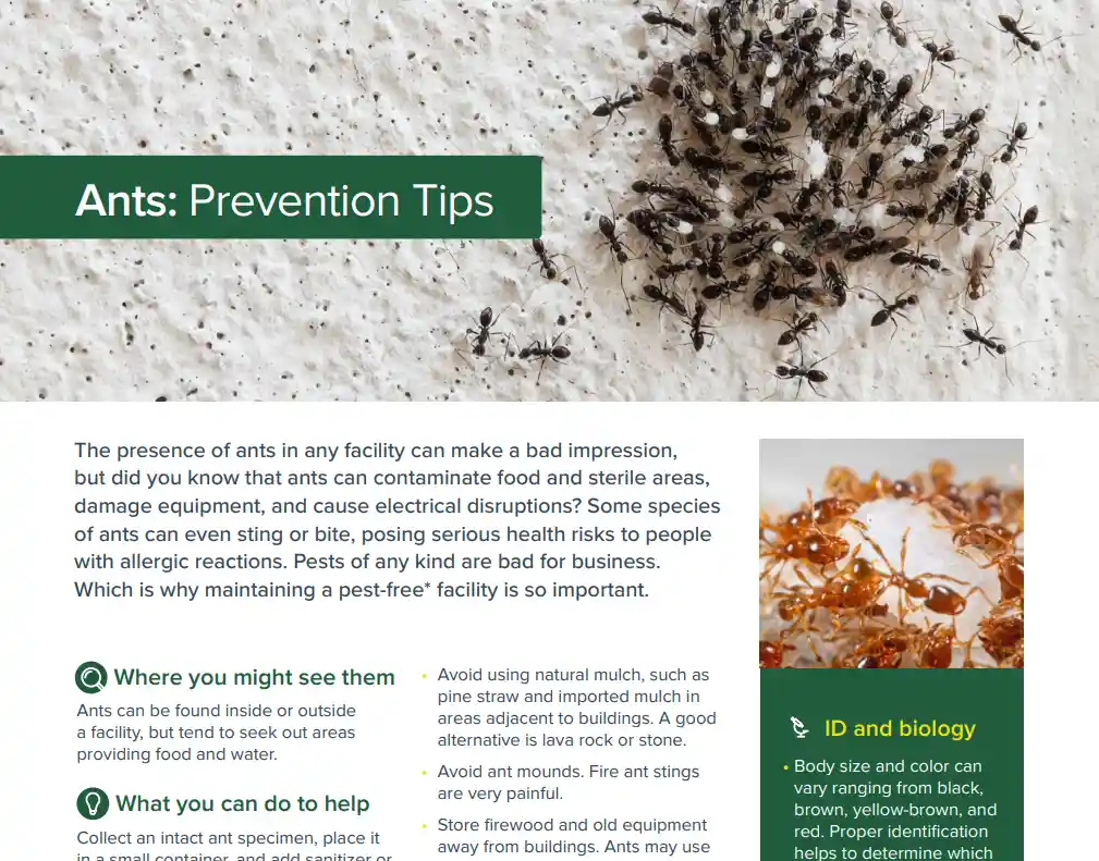 Ants: Prevention Tips