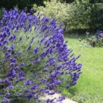 Beautiful mauve Lavender bush and a Bird Bath in an English Country Garden