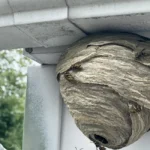 Wasp nest attached to home outdoor wall and roof as a gray paper colony of yellow jacket hornets as insects flying in and out of the natural structure.
