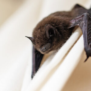 Evening Bat hanging on wall