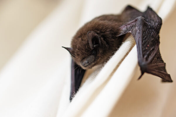 Evening Bat hanging on wall