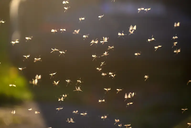 swarm of mosquitos in yard