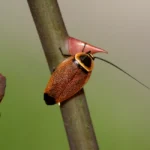 Australian cockroach hugging a leaf