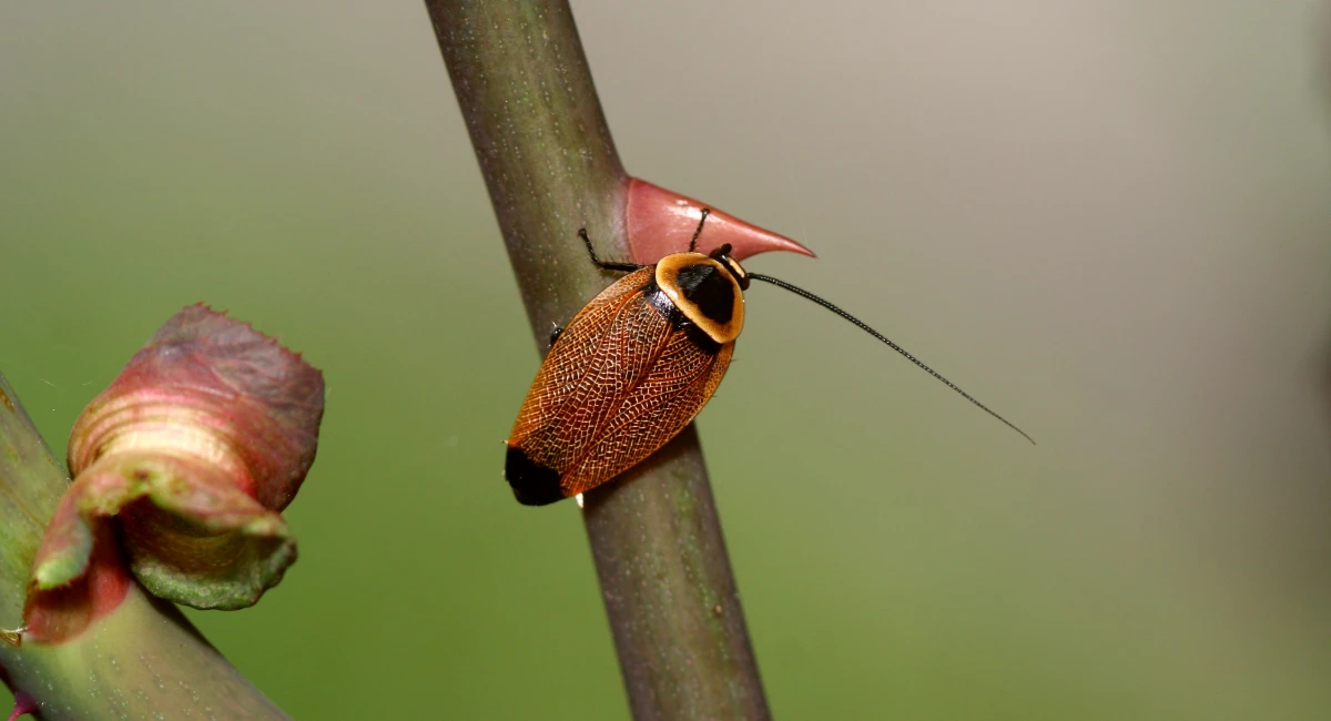 Australian cockroach hugging a leaf