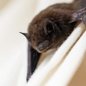 Evening Bat hanging on wall