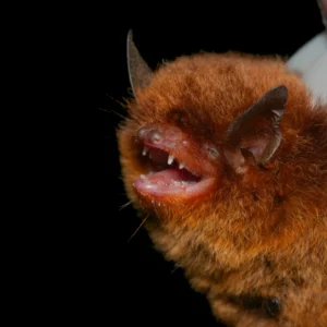 Eastern Red Bat close on with mouth open