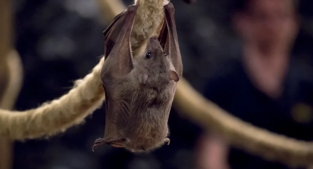 bat hanging from thick rope
