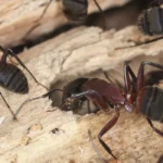 carpenter ants crawling on wood