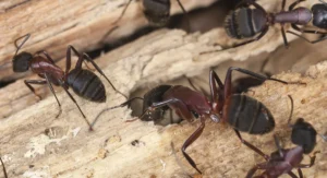 carpenter ants crawling on wood