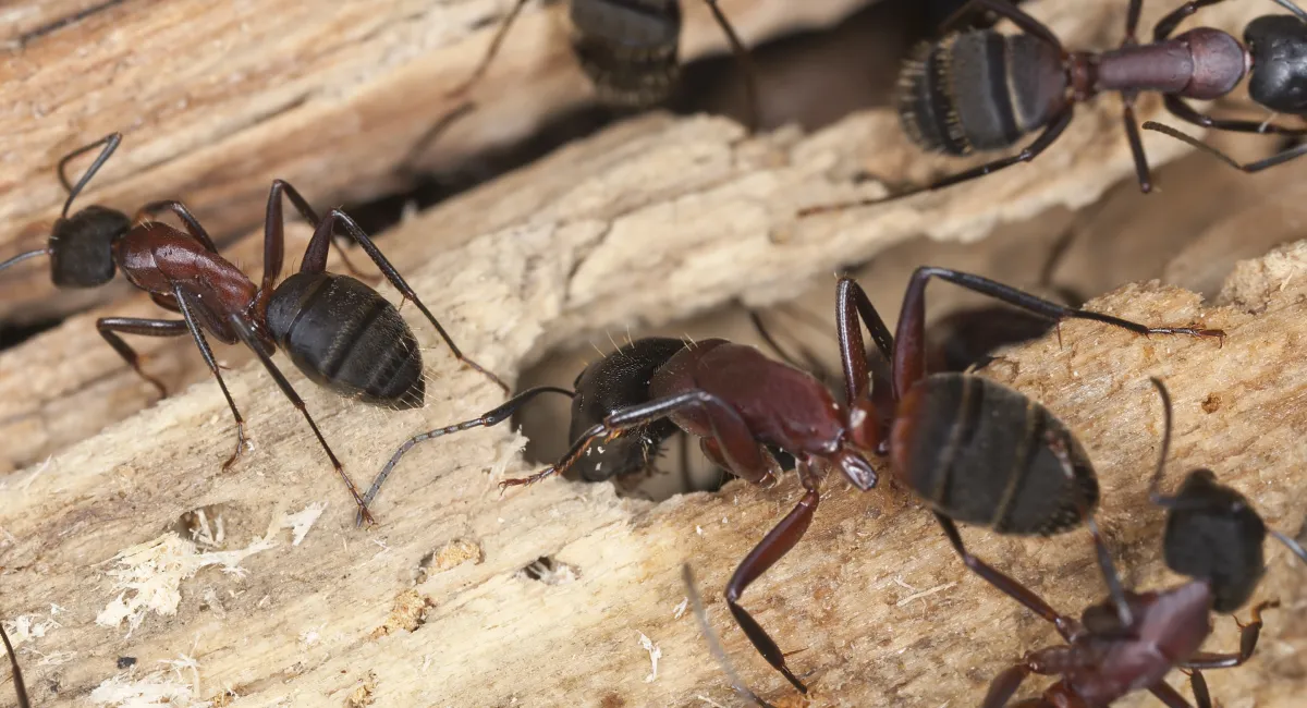 carpenter ants crawling on wood
