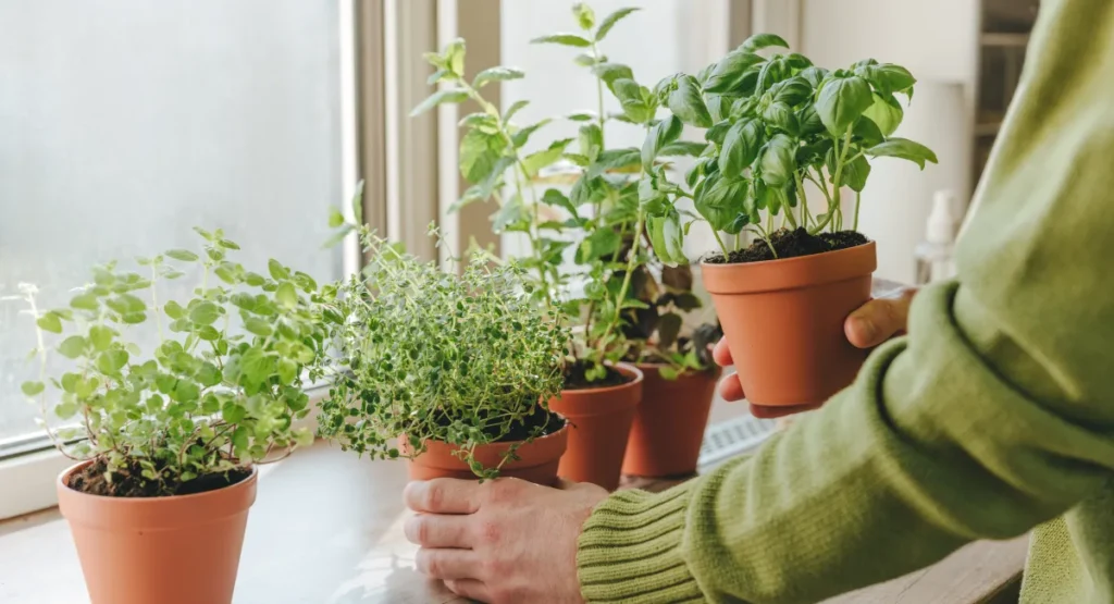 Place plants and herbs in strategic places for maximum impact