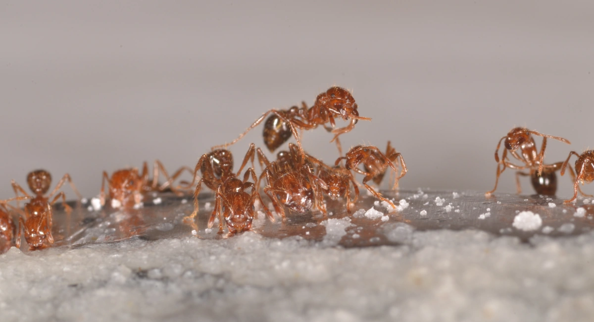 fire ants feeding on white poison powder