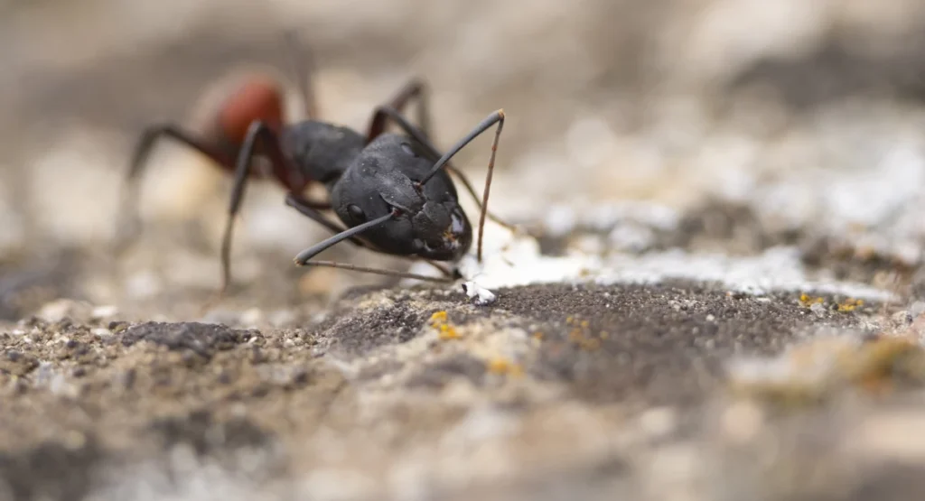 Borax works slowly on ants and can help destroy the entire colony