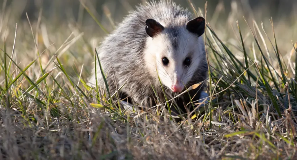 opossum crawling around grass