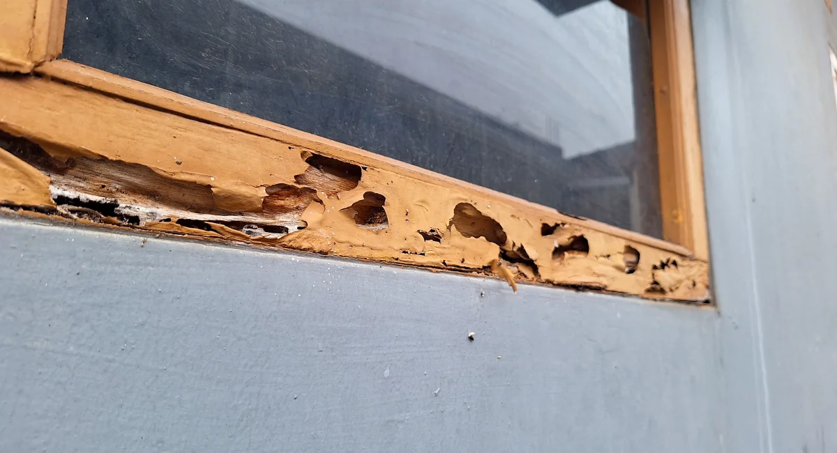 Termite damage on window frame