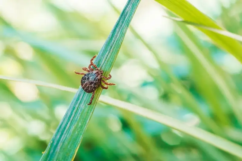 Close up of a tick on a tall blade of grass