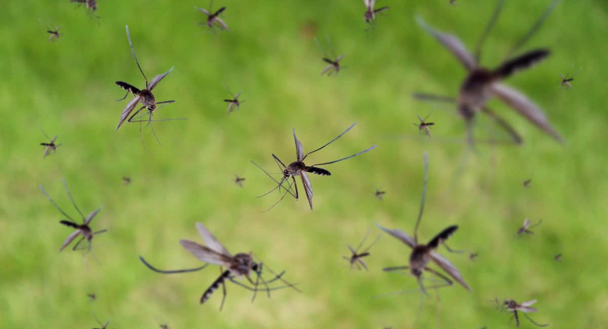 Mosquito Control in Florida