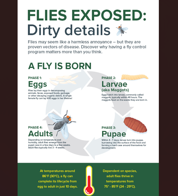 Managing Fly Risks Infographic