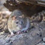 brown rat hiding under broken wooden structure after storm