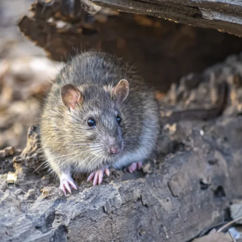 brown rat hiding under broken wooden structure after storm