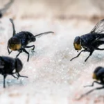 5 flies eating sugar