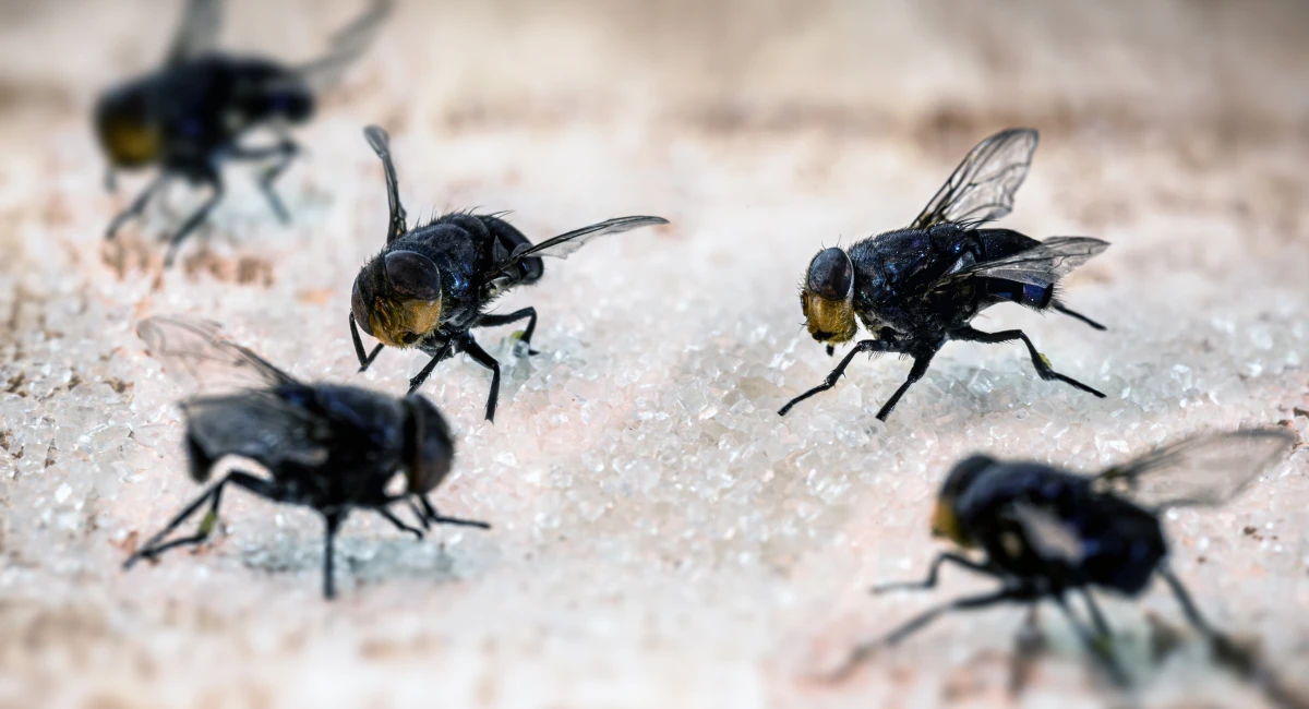 5 flies eating sugar