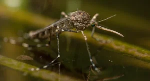 floodwater mosquito close up on a thin leaf on water