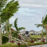 trees fallen due to tornadoes