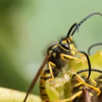 Swarm of wasps gathering on a tree branch