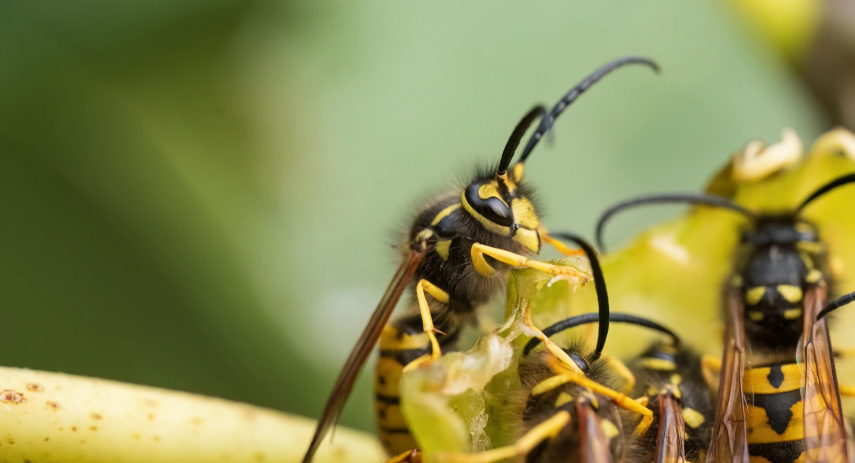 Swarm of wasps gathering on a tree branch
