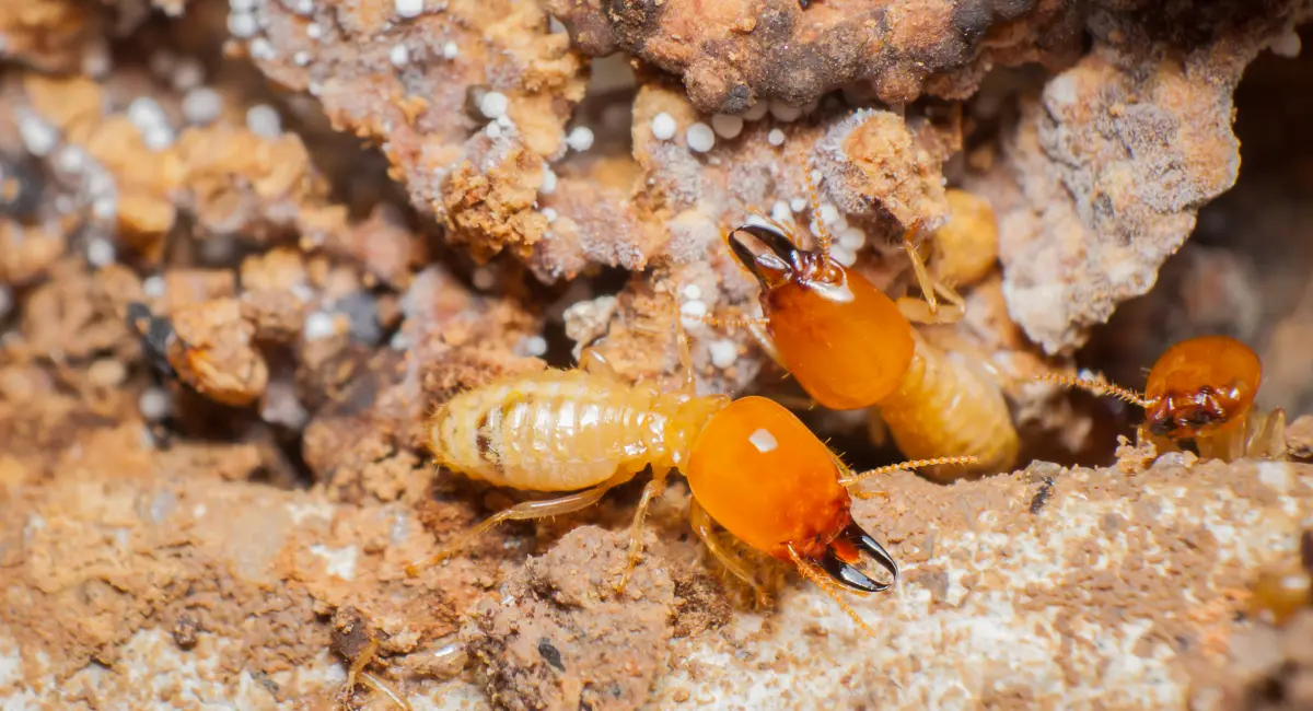 Termites in Florida