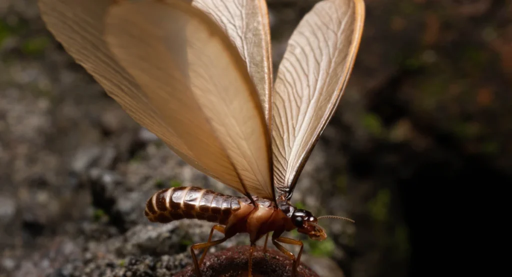 An alate, or swarmer termite, with large, brown wings much bigger than its body